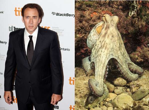 
	
	Được biết đến với tính cách khá ngông cuồng, Nicolas Cage đã mua một con bạch tuộc về làm thú nuôi trong nhà.